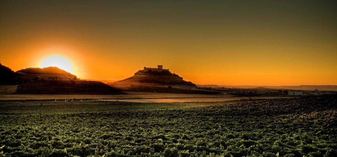 Sunset over some vineyards
